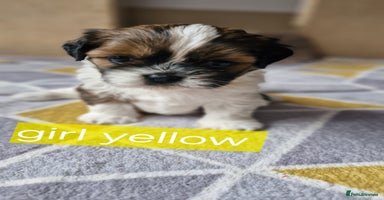 Mixed Breed dogs - Advert 2