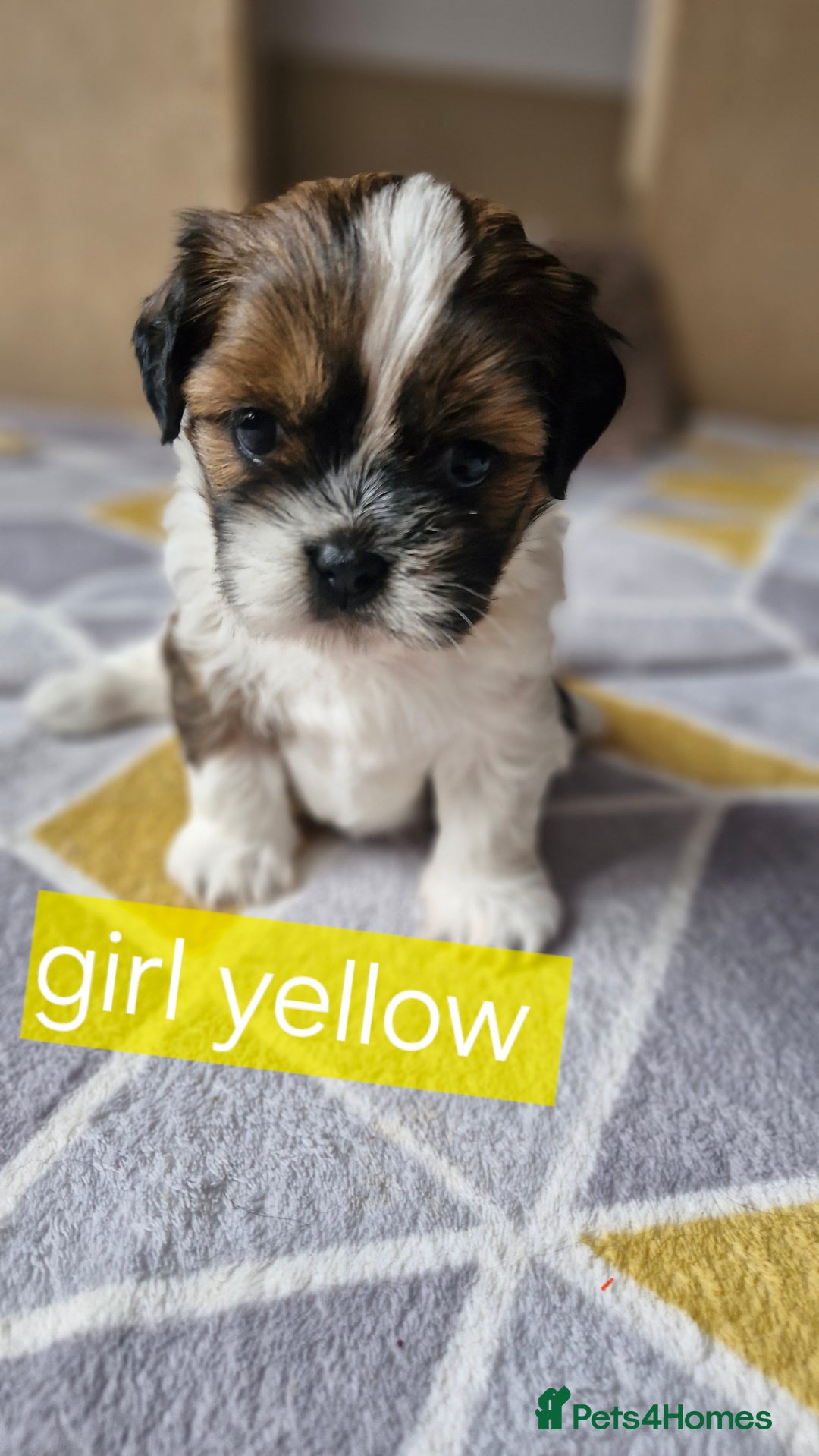 Mixed Breed dogs for sale:  Gorgeous Shih tzu poppies .🐶🐾 - Image 3