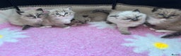 Ragdoll cats for sale: Gorgeous Ragdoll Seal Mink kittens TICA Registered - Advert 5