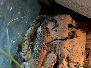 Gecko reptiles Mourning Geckos (Lepidodactylus lugubris) - Advert 1