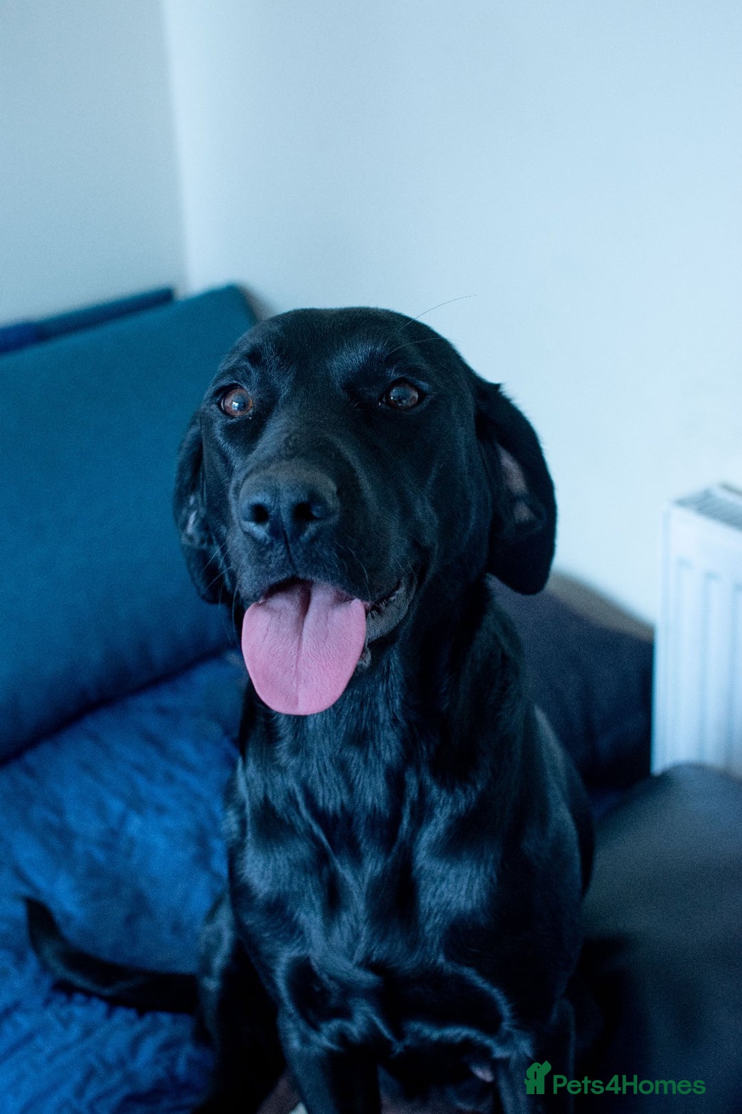 Labrador Retriever dogs for sale: Adorable Labrador Retriever Puppies  🐶💛 - Image 28