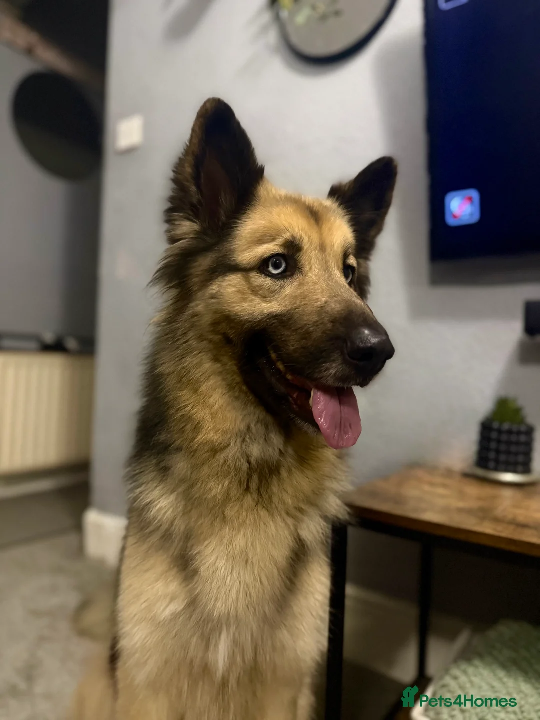 German Shepherd dogs for sale: German shepherd  - Advert 14