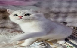 British Shorthair cats for sale: GOLDEN & SILVER BRITISH SHORTHAIR KITTENS TICA - Image 9