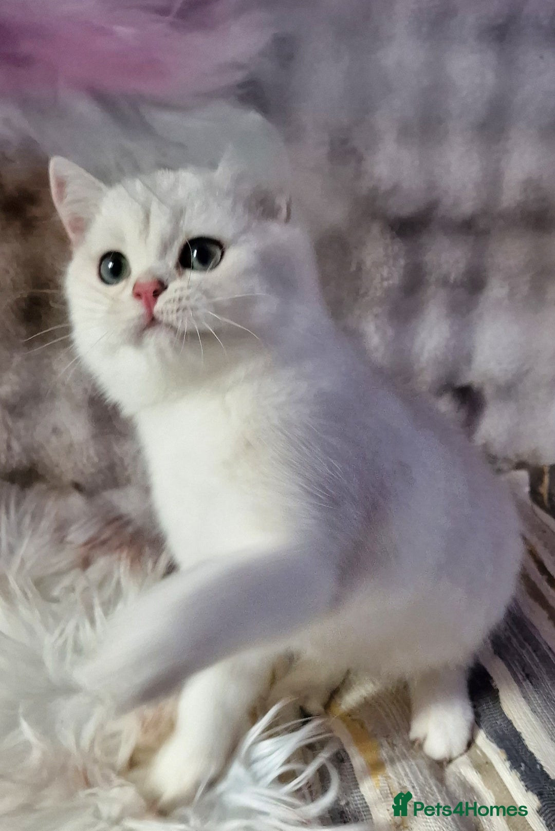 British Shorthair cats for sale: GOLDEN & SILVER BRITISH SHORTHAIR KITTENS TICA - Image 9