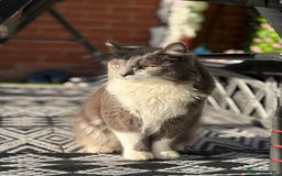 British Shorthair cats for sale: ginger kitten - Image 5