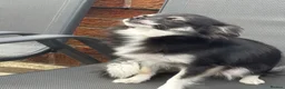 Chihuahua dogs for sale: vinnie - Advert 2