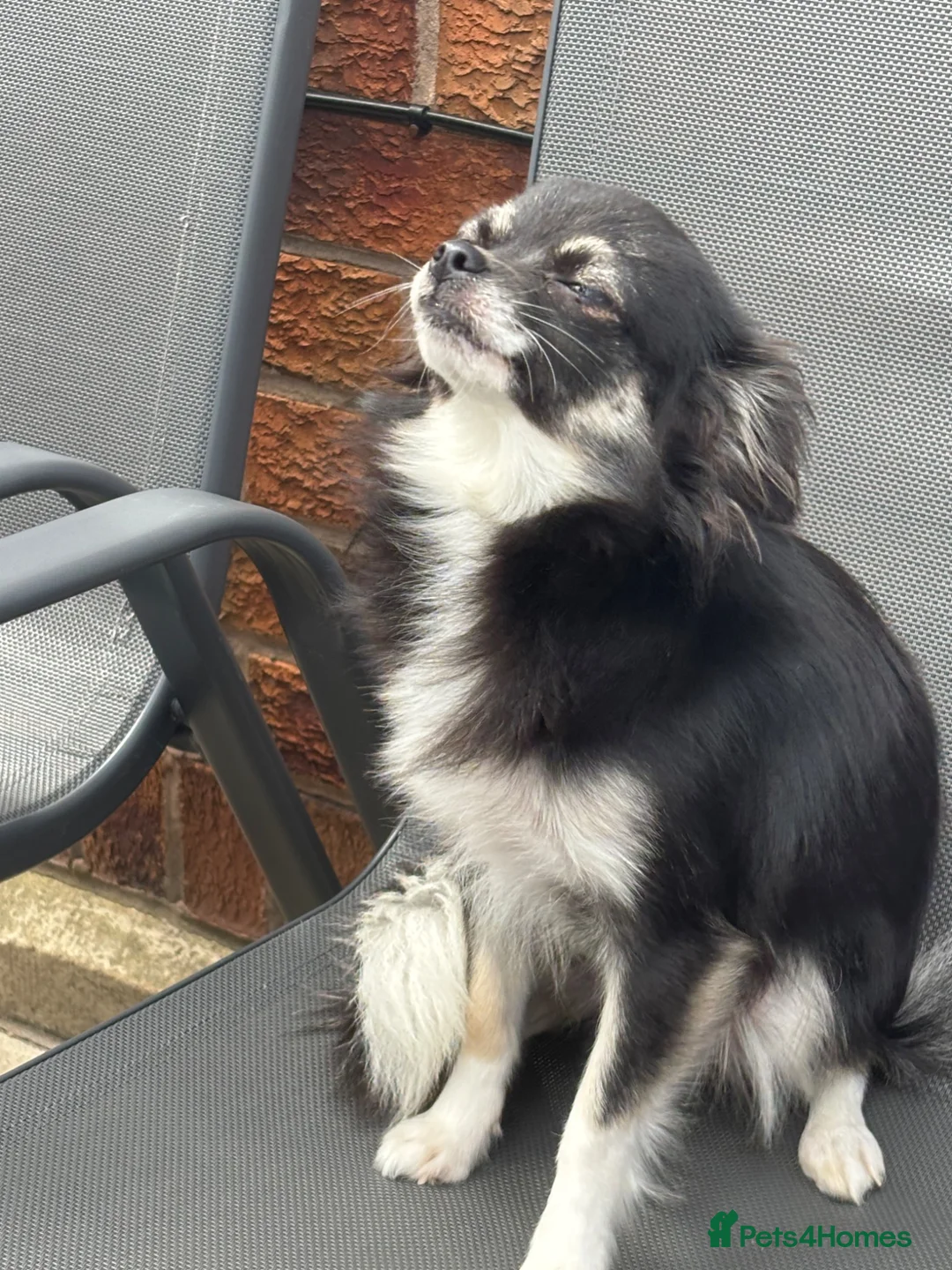 Chihuahua dogs for sale: vinnie - Advert 2