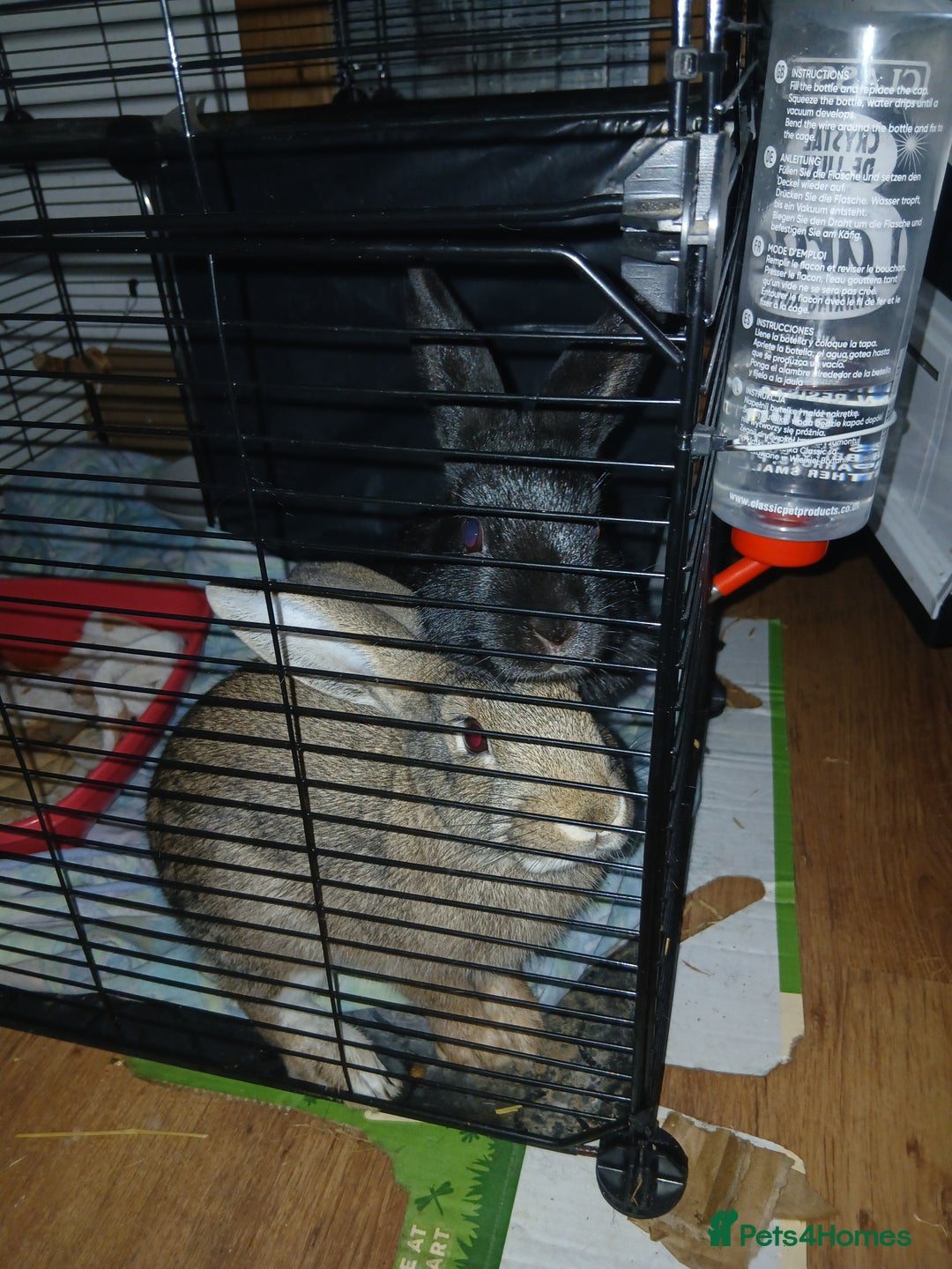 English rabbits for sale: 2 amazing rabbits Zaza and Roni with big cage  - Advert 3