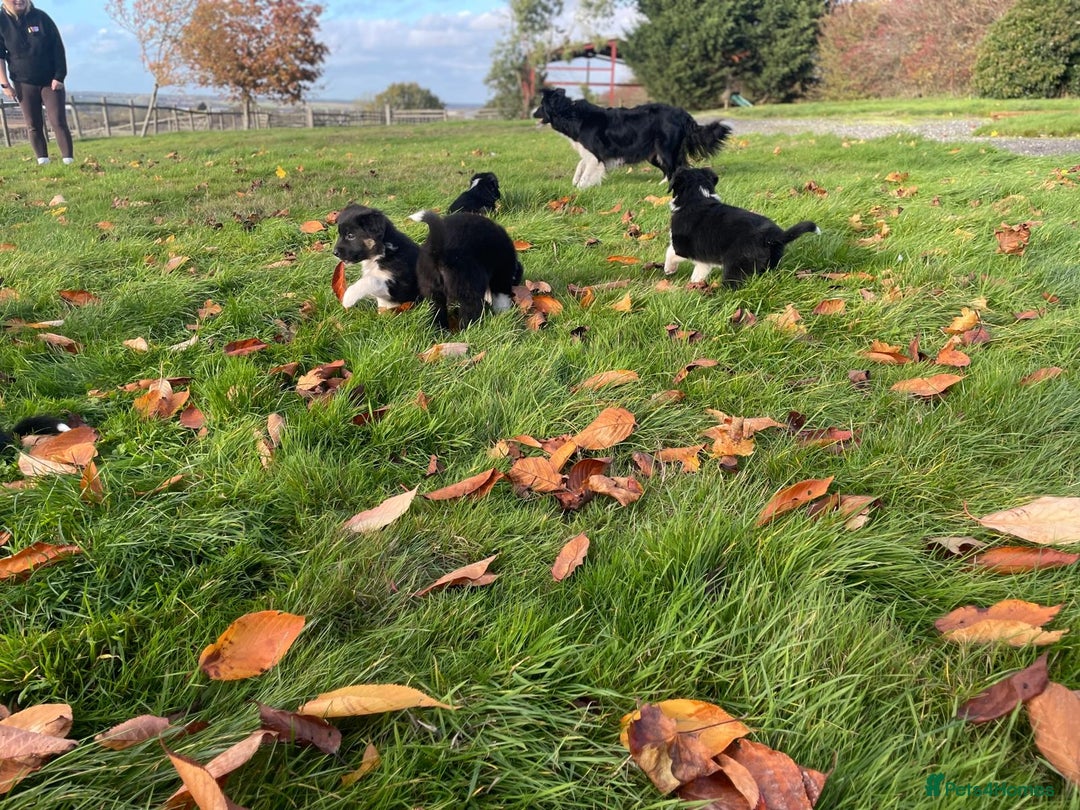 Border Collie dogs for sale: Border Collie puppies - Image 18