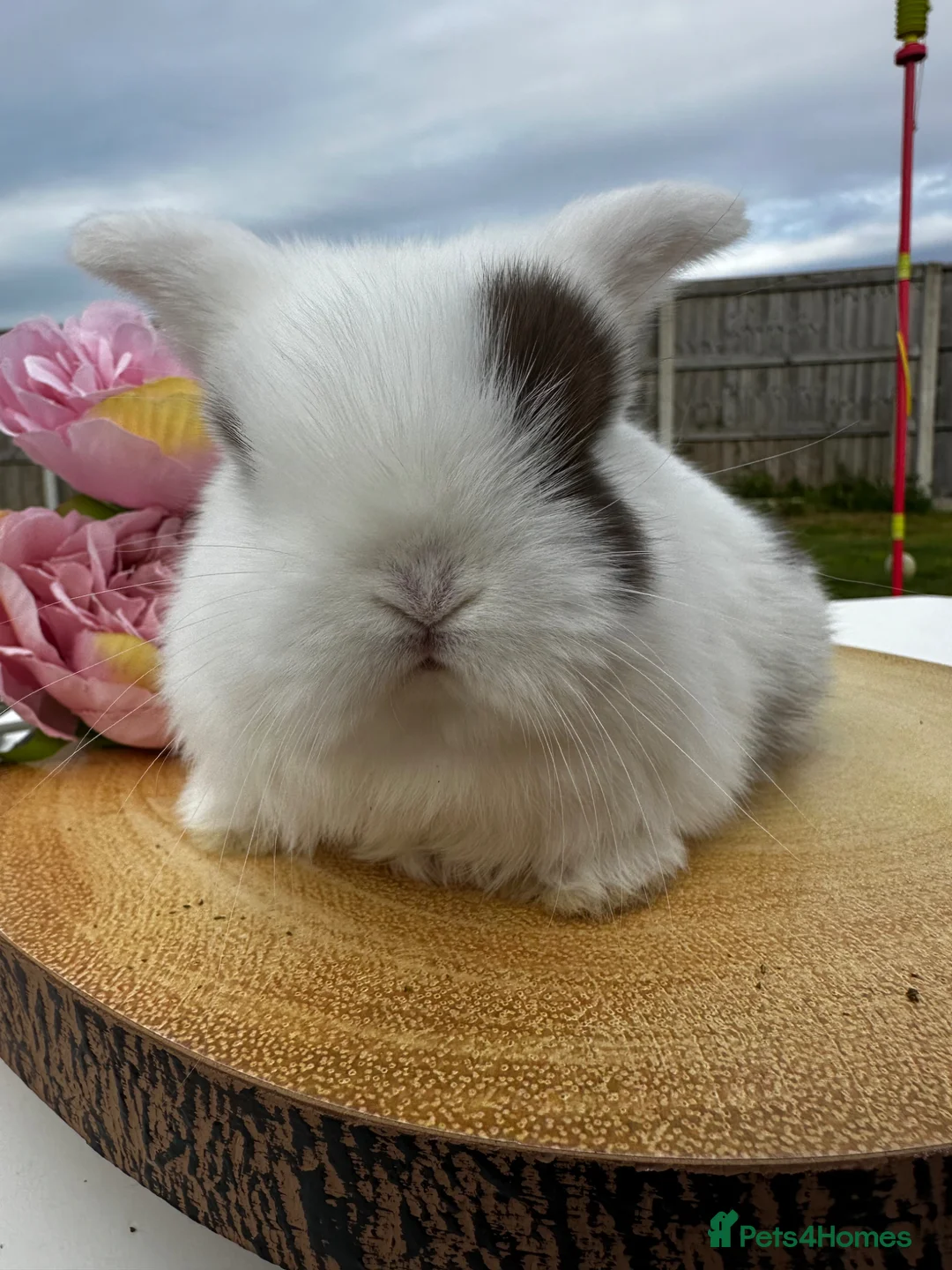Mini Lop rabbits for sale: Mini Lop Bunnies in Liverpool - Advert 1