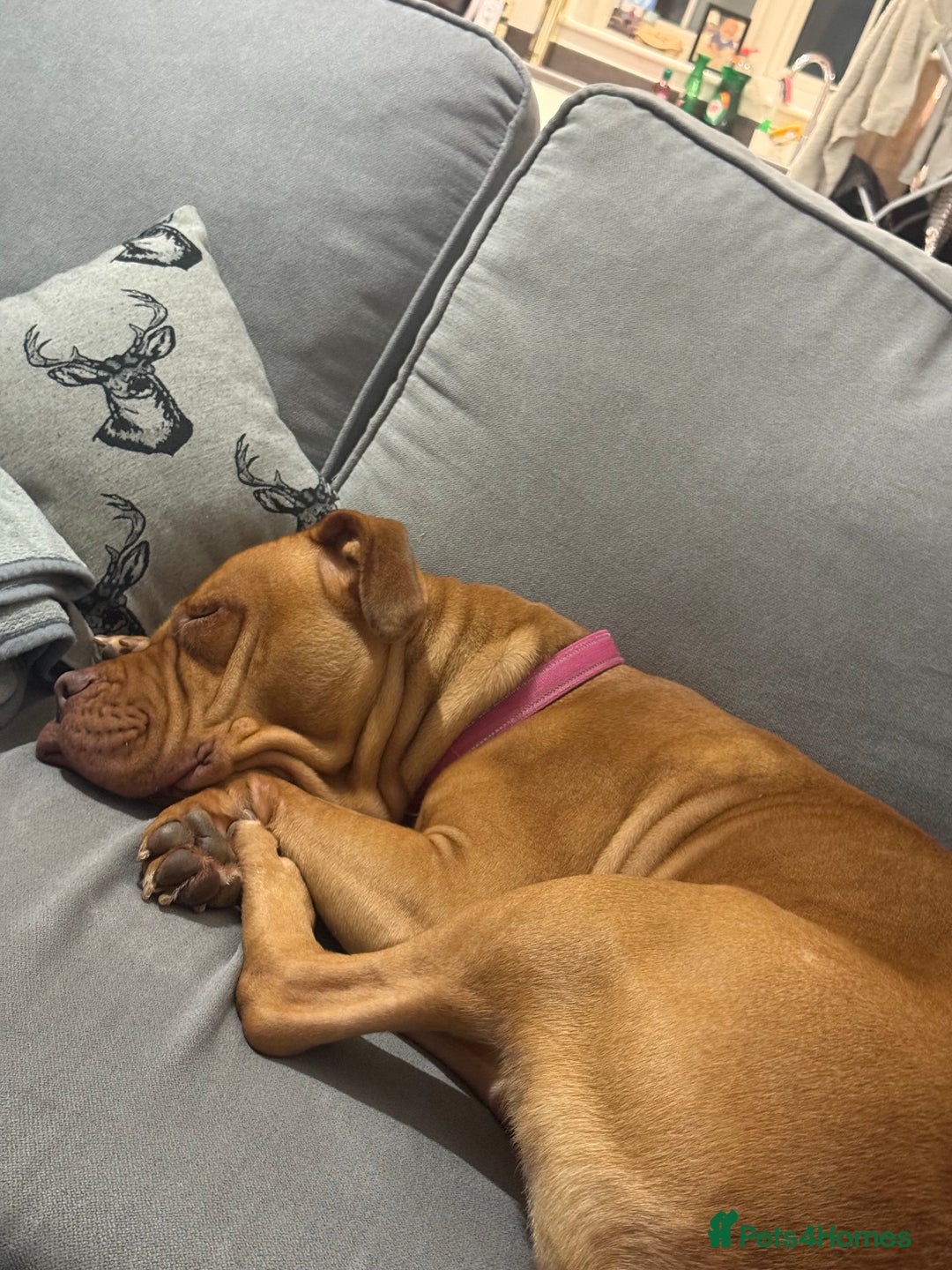 Mixed Breed dogs for sale: Sandy - Advert 2