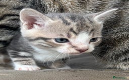 Egyptian Mau cats for sale: Egyptian mau x - Image 3