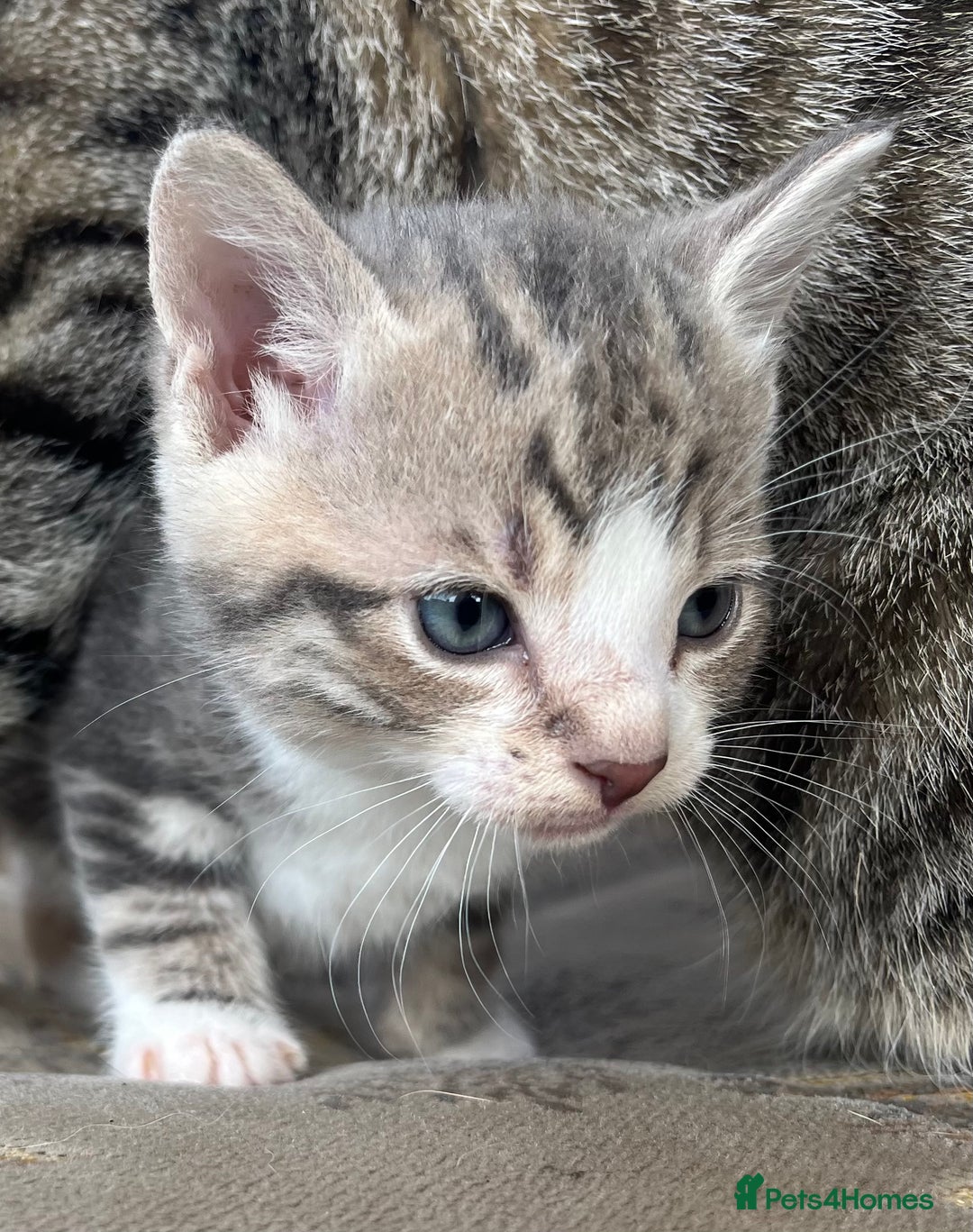 Egyptian Mau cats for sale: Egyptian mau x - Image 3