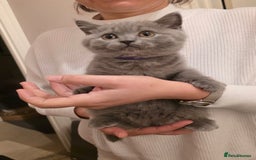 British Shorthair cats for sale: British Shorthair Blue lovely male ready to go - Image 30