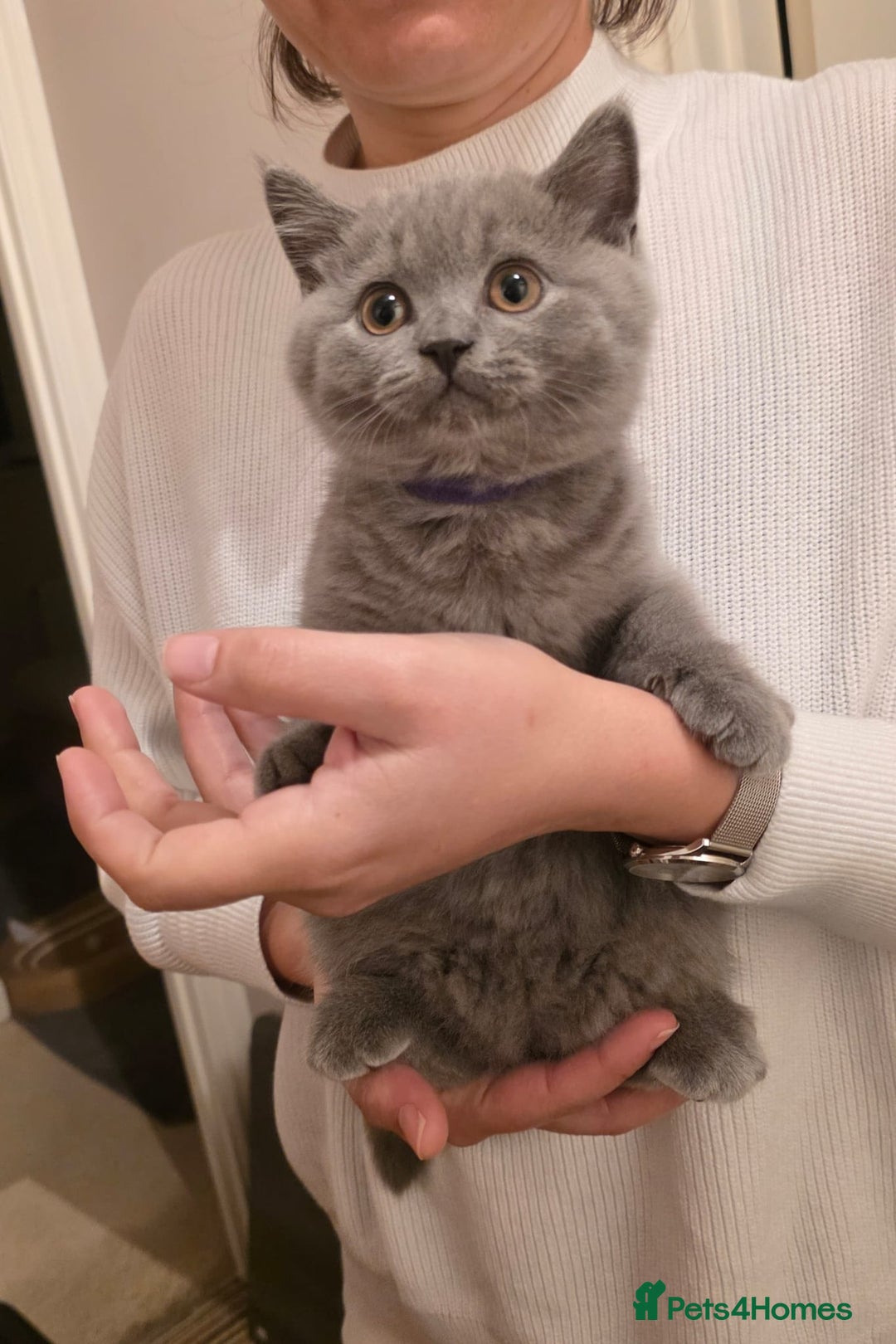 British Shorthair cats for sale: British Shorthair Blue lovely male ready to go - Image 30