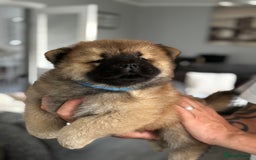 Chow Chow dogs for sale: 🤍  1 STUNNING GIRL LEFT 🐾 READY TO LEAVE 🐾 - Image 15