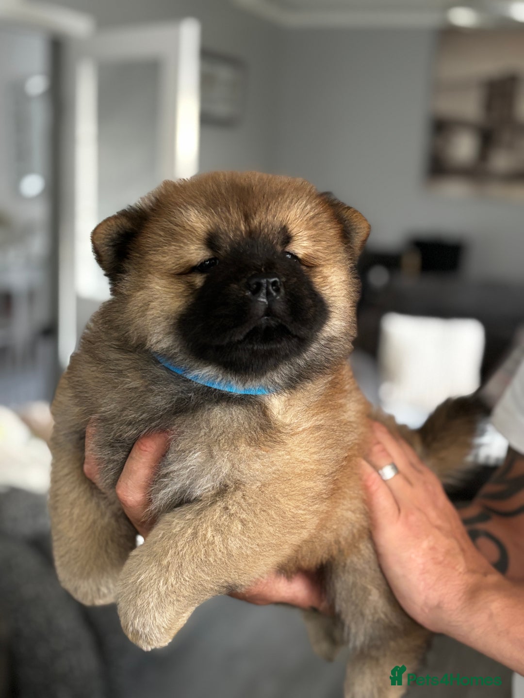 Chow Chow dogs for sale: 🤍  1 STUNNING GIRL LEFT 🐾 READY TO LEAVE 🐾 - Image 15