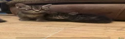 Bengal cats for sale: One bengal kitten and one Norwegian forest kitten - Advert 3