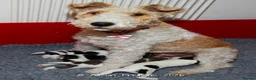 Fox Terrier dogs for sale: Wire haired fox terrier pups based in Kent in Gravesend - Advert 15
