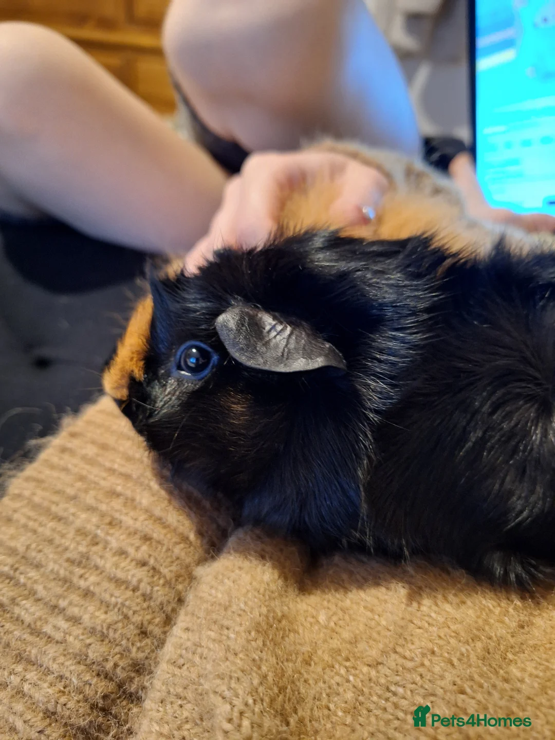 Guinea Pig rodents for sale: 2 male guinea pigs to be rehomed together. in Chippenham - Advert 2