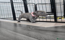 Staffordshire Bull Terrier dogs for sale: Kc Blue staffordshire bull terrier puppies - Image 12