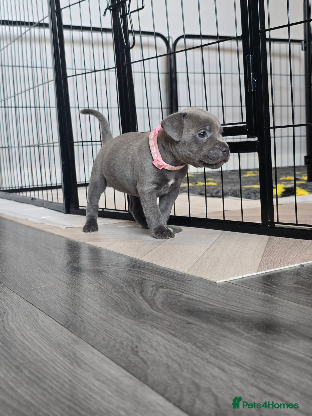 Staffordshire Bull Terrier dogs for sale: Kc Blue staffordshire bull terrier puppies - Image 12