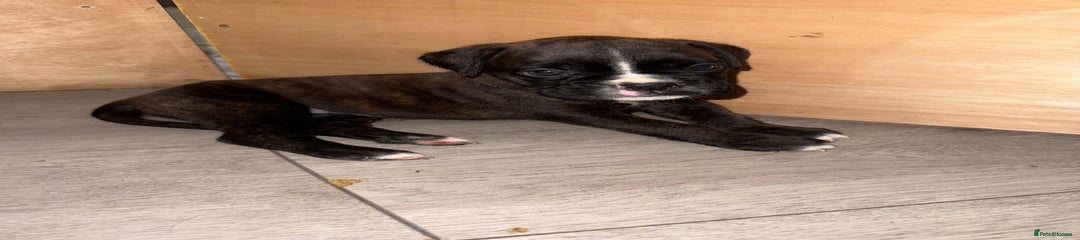 Dark brindle longtail girl 🐶🩷