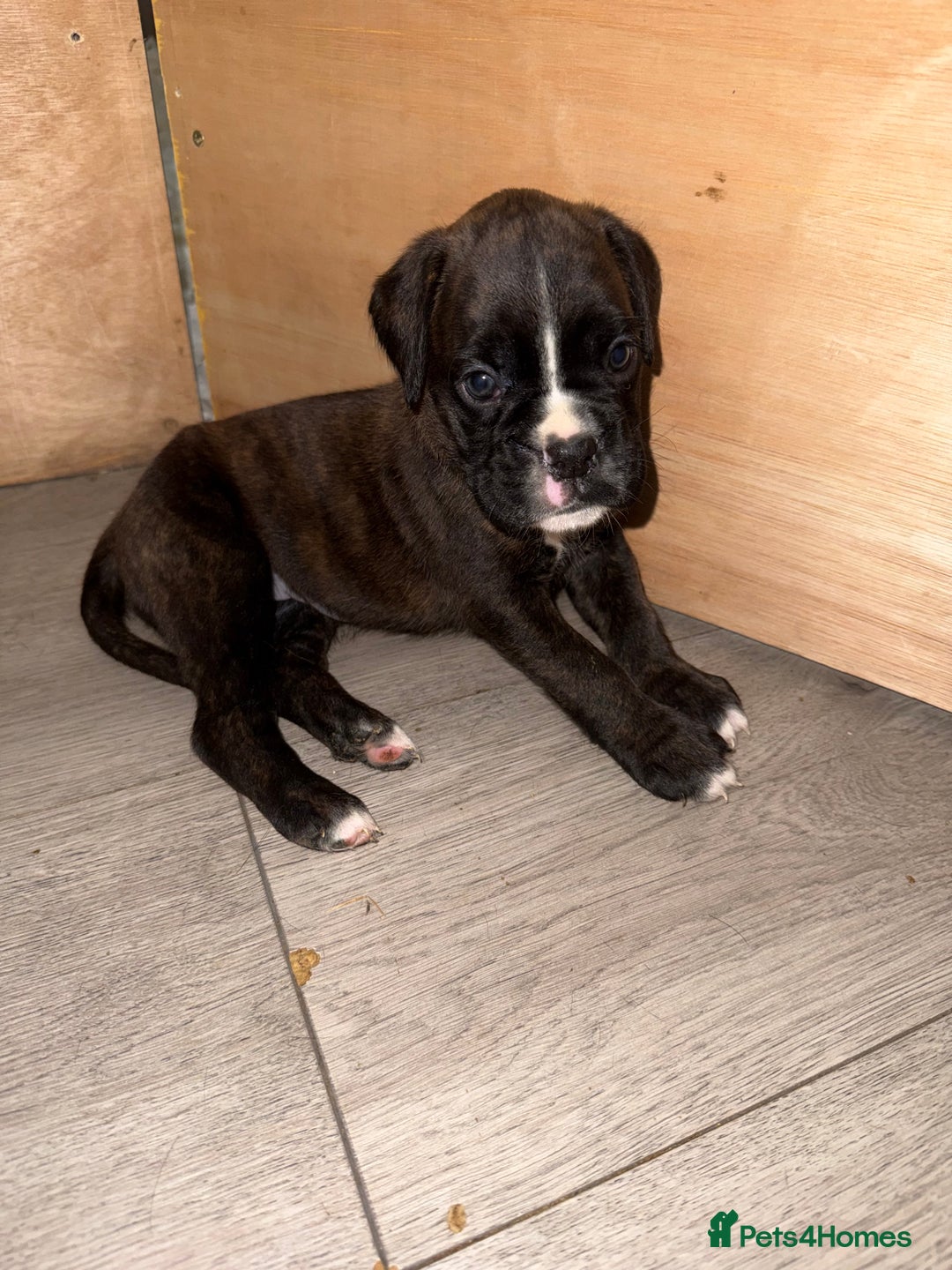 Boxer dogs for sale: Boxer pups looking for forever homes 🐶❤️ - Image 6