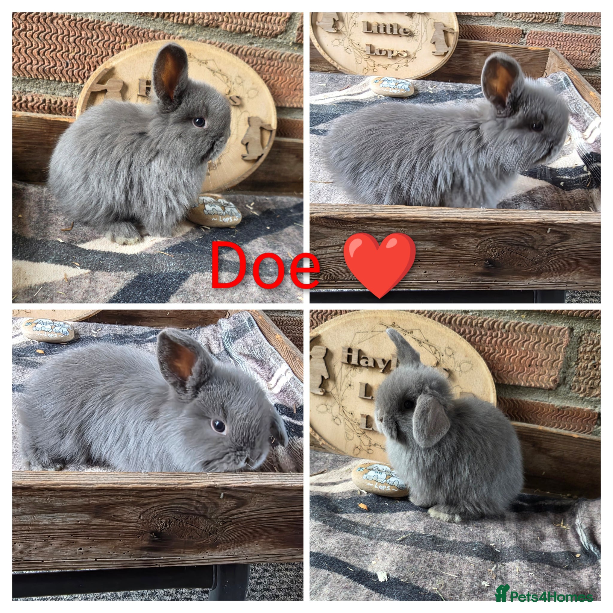 Mini Lop rabbits Gorgeous Pure Breed Mini Lops  - Advert 2