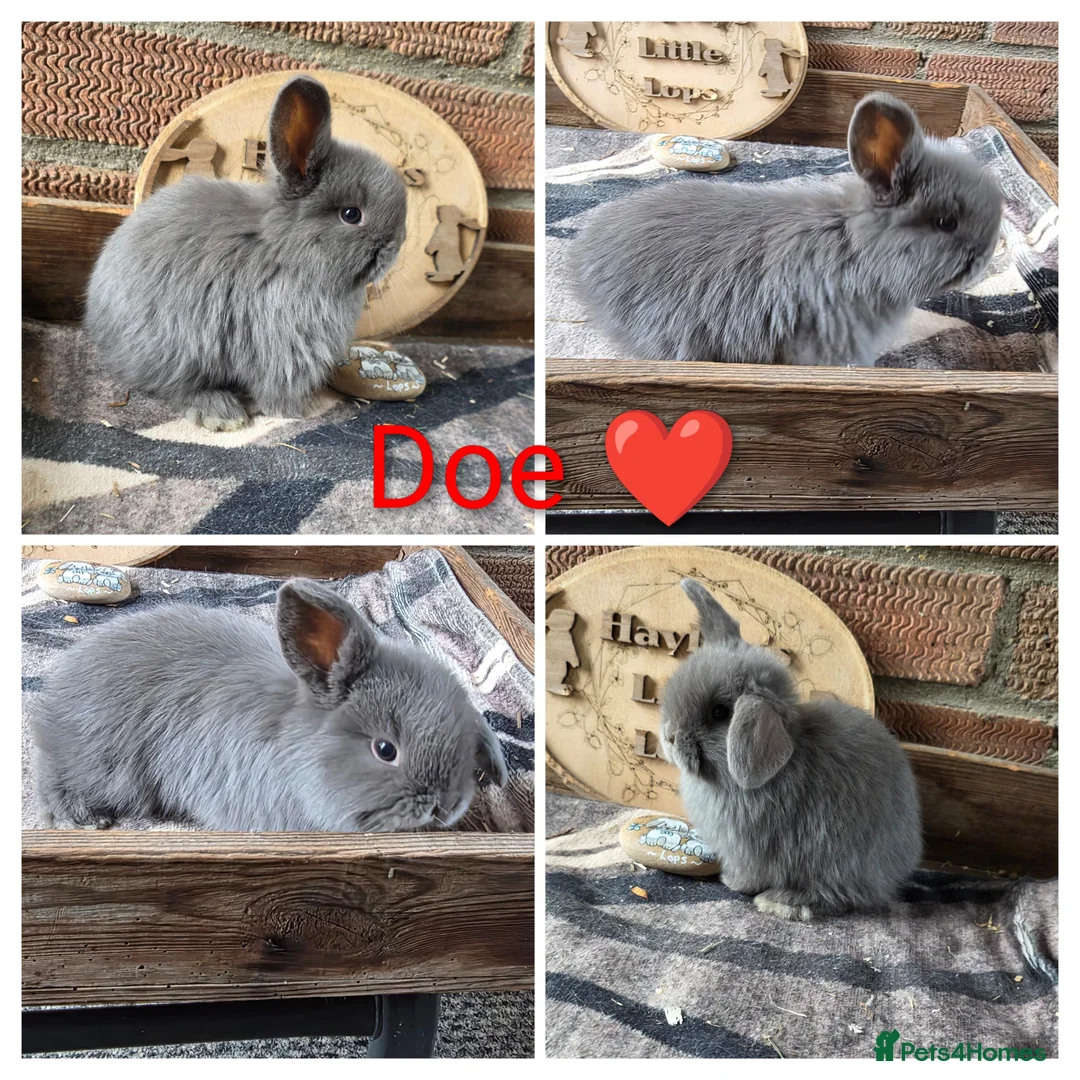 Mini Lop rabbits for sale: Gorgeous Pure Breed Mini Lops  - Advert 2