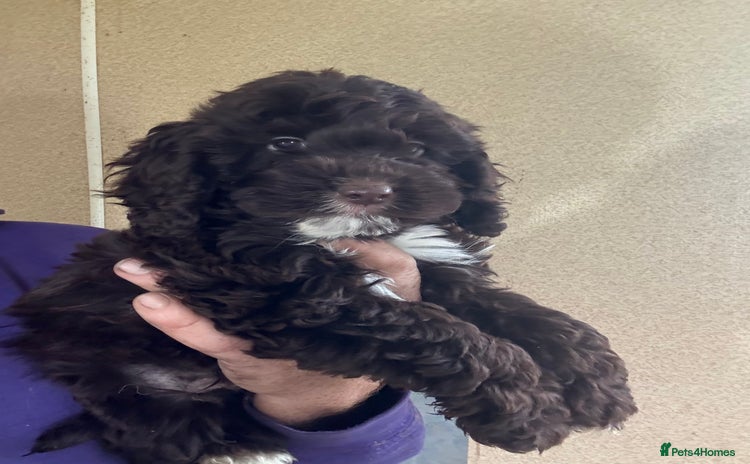 Cockapoo dogs - Advert 8