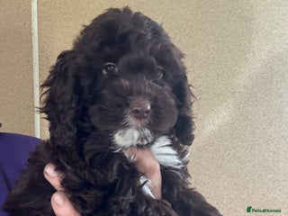 Cockapoo dogs - Advert 23