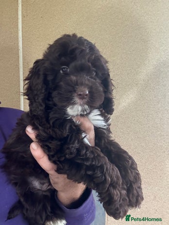 Cockapoo dogs - Advert 5