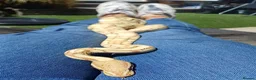 Python Snake reptiles for sale: Ball python  - Advert 4