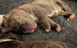 Boxer dogs for sale: Beautiful Boxer cross - Image 26