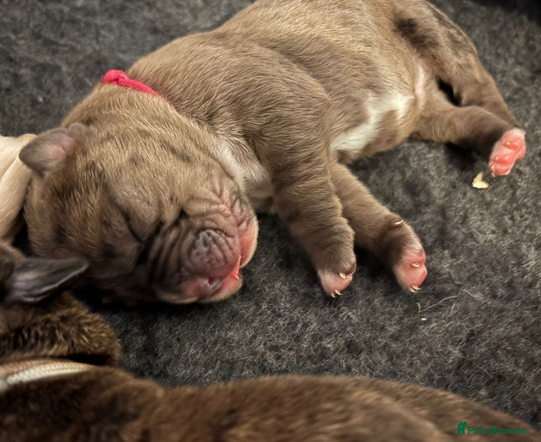 Boxer dogs for sale: Beautiful Boxer cross - Image 26