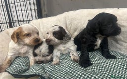 Cocker Spaniel dogs for sale: Beautiful KC Roan Working Type Cocker Puppies - Image 4