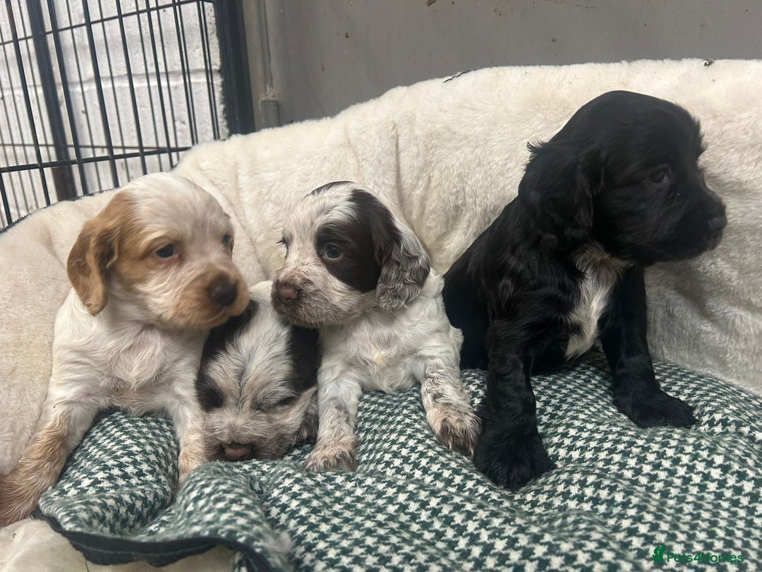 Cocker Spaniel dogs for sale: Beautiful KC Roan Working Type Cocker Puppies - Image 4