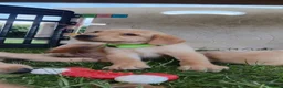 Labrador Retriever dogs for sale: Labrador puppies, from working stock.  - Advert 15