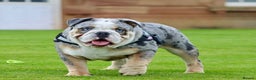 English Bulldog dogs for stud: Champion merle bulldog stud  in Hamilton - Advert 6