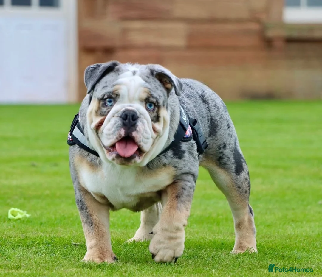 English Bulldog dogs for stud: Champion merle bulldog stud  in Hamilton - Advert 6