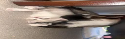 Mixed Breed cats for sale: Beautiful kittens looking for lovely home in Enfield - Advert 27