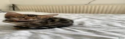Bengal cats for sale: ✨✨ TICA registered Bengal BOYS😻😻😻 - Advert 33