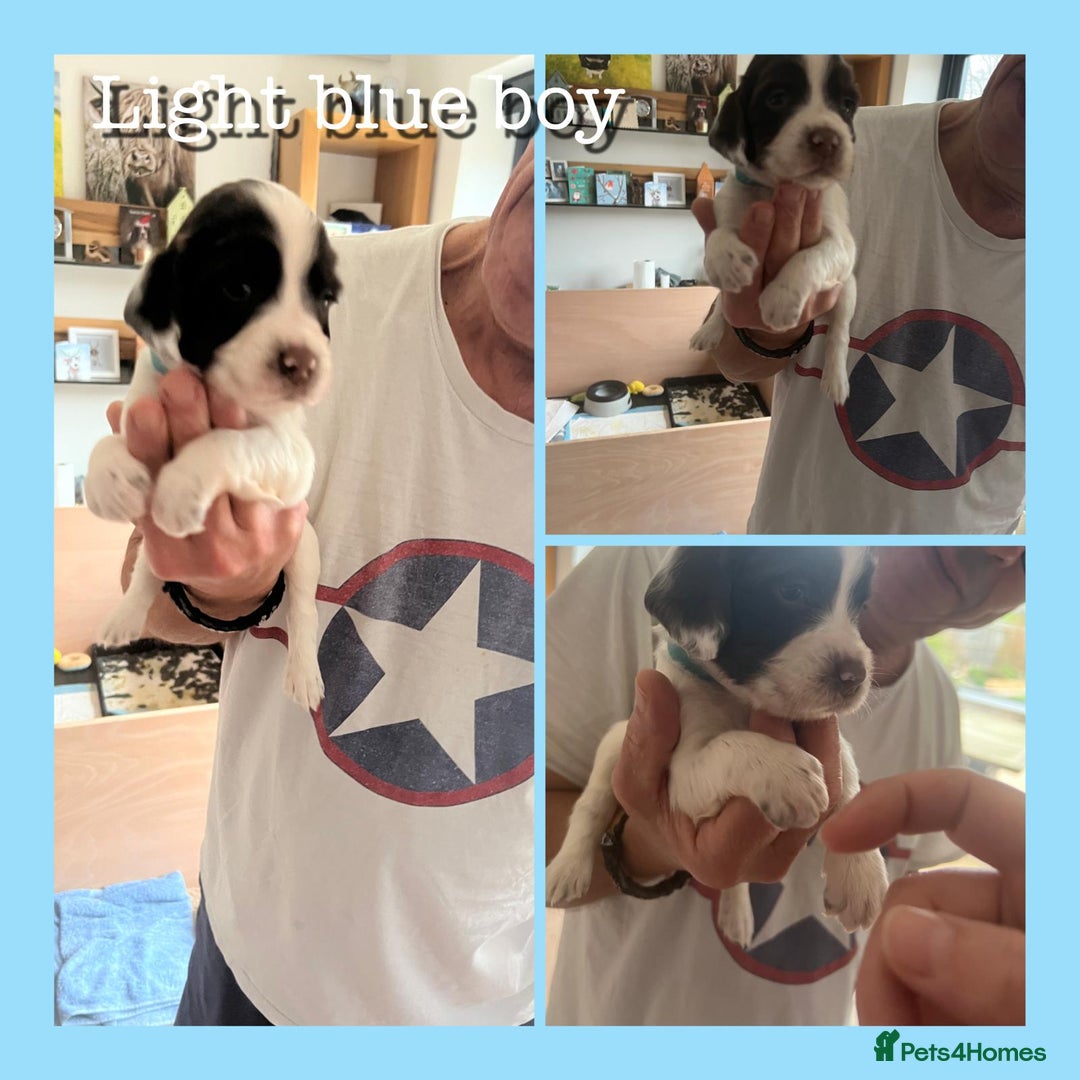 English Springer Spaniel dogs for sale: KC English Springer Spaniel Puppies Working Lines - Advert 14