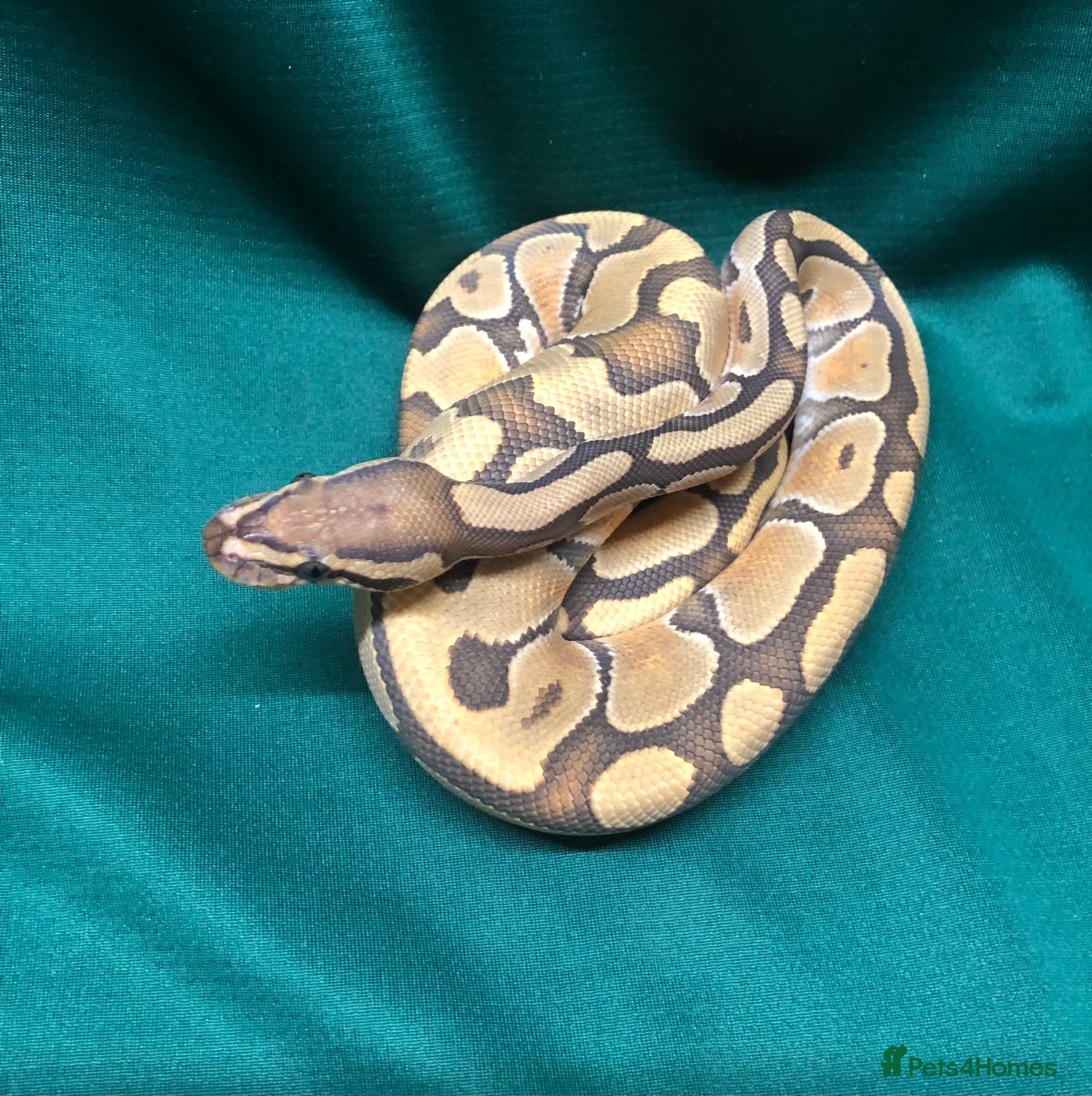 Python Snake reptiles Enchi, Ghost, Royal Python - Advert 2