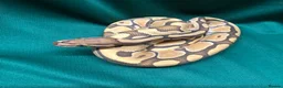 Python Snake reptiles for sale: Enchi, Ghost, Royal Python in Chesterfield - Advert 1