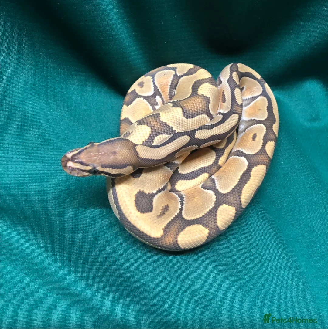 Python Snake reptiles for sale: Enchi, Ghost, Royal Python in Chesterfield - Advert 1