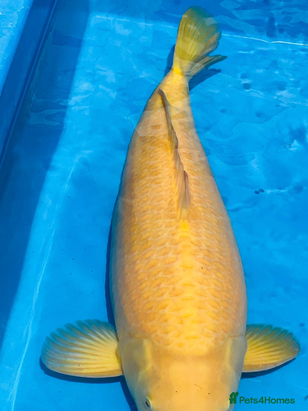 Koi Carp fish for sale: VHQ Karashigoi Female available for Sale  - Image 2