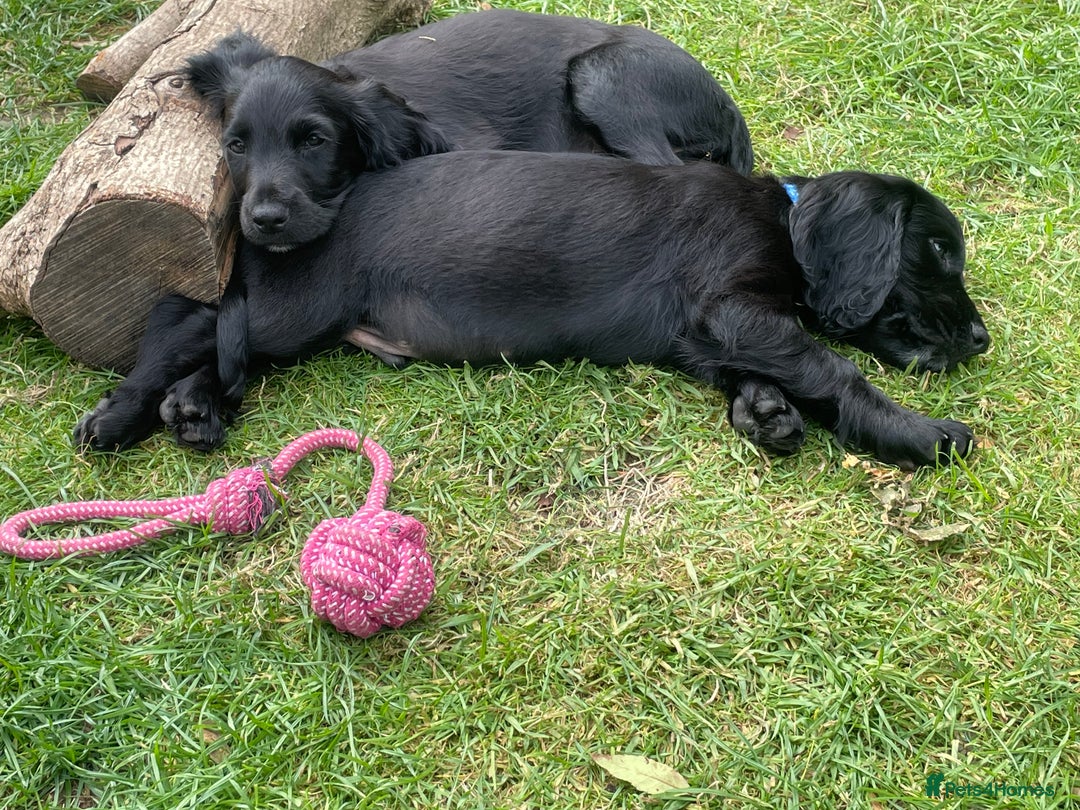 Cocker Spaniel dogs for sale: One boy and one girl - Image 14