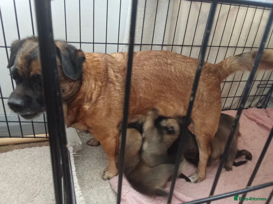 Mixed Breed dogs for sale: Pikenise cross Jack Russel  - Advert 7